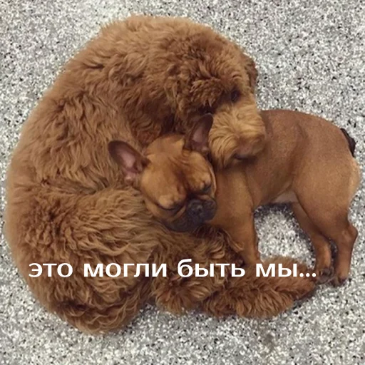 Sticker izbaanimals - 1