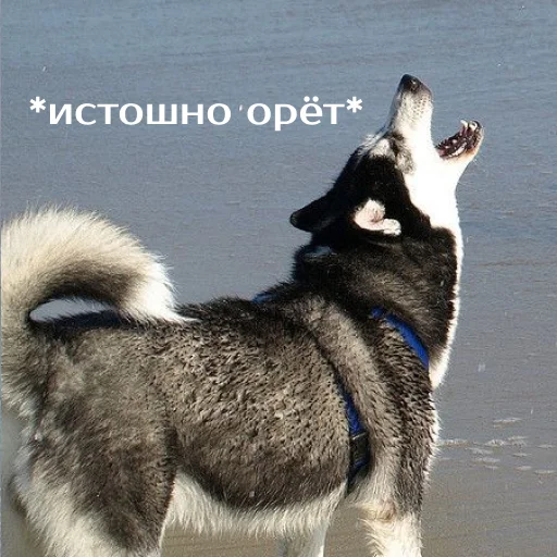 Стикер izbaanimals - 1