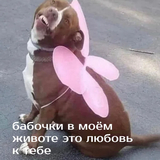 Sticker izbaanimals - 1