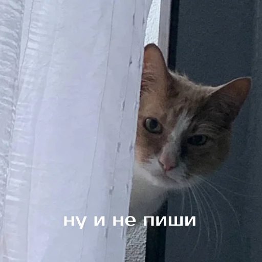 Стикер izbaanimals - 1