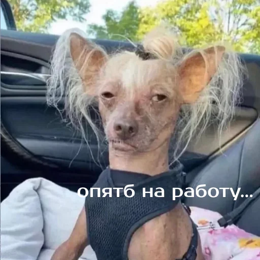 Sticker izbaanimals - 1