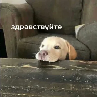 Sticker Зверюшки @BurningHut - 2