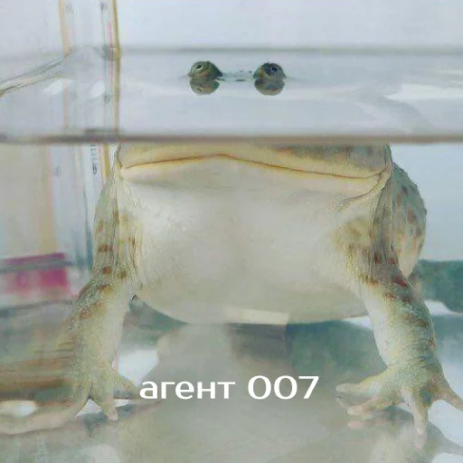 Sticker izbafrogs - 1