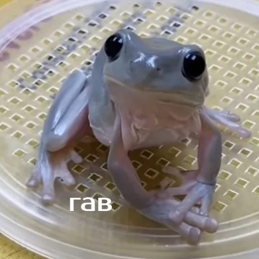 Стикер izbafrogs - 1