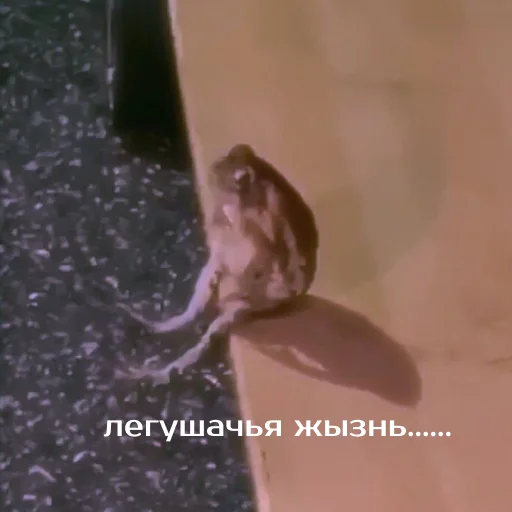 Sticker izbafrogs - 1