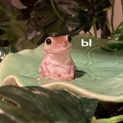 Sticker izbafrogs - 1