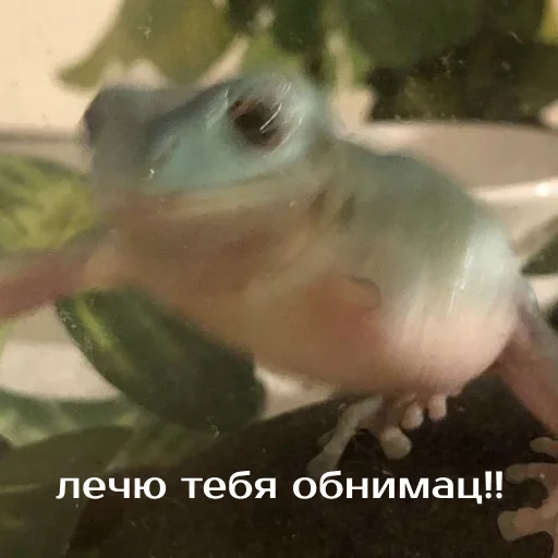 Sticker Легущьки «Горящей избы» 🐸🔥 - 10