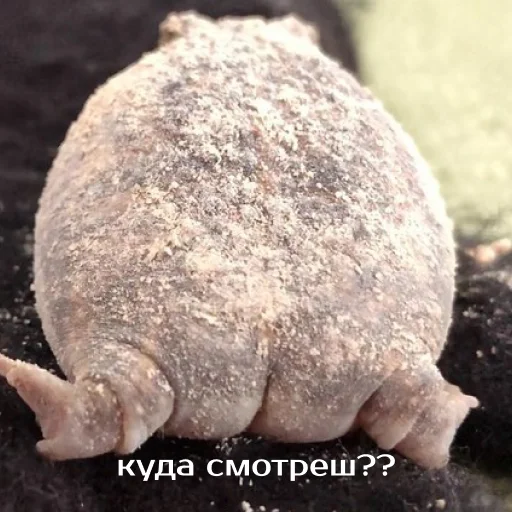 Sticker Легущьки «Горящей избы» 🐸🔥 - 2