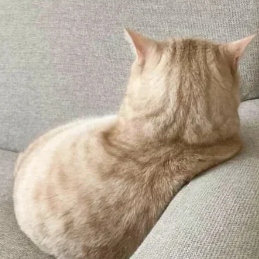 animal small to medium-sized cats mammal