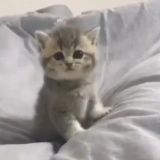 cat domestic cat small to medium-sized cats