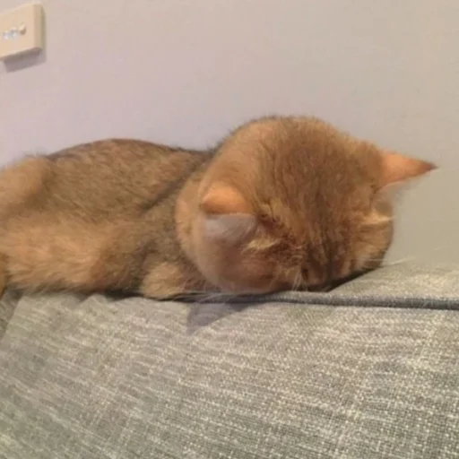 animal indoor small to medium-sized cats