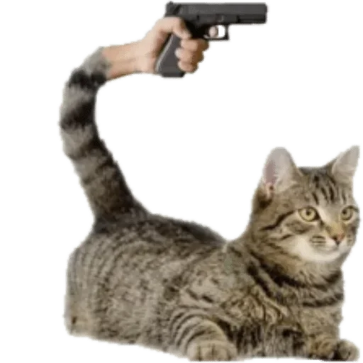 small to medium-sized cats felidae whiskers