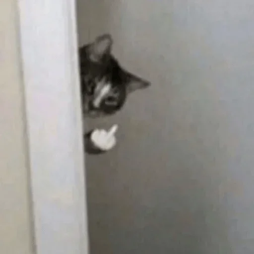 cat small to medium-sized cats animal