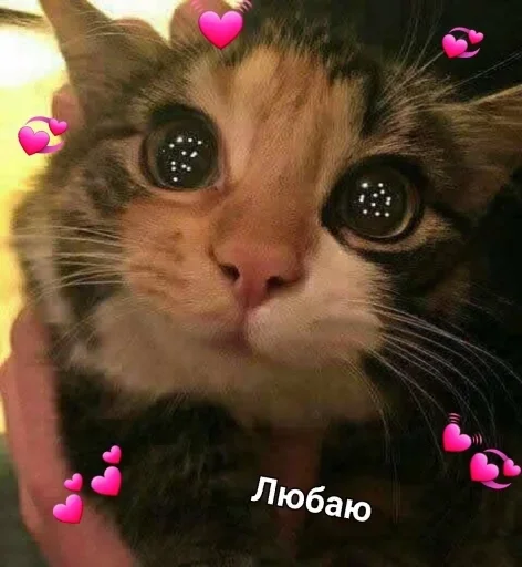 cat animal domestic cat