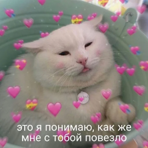 mammal small to medium-sized cats animal