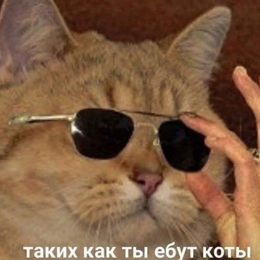 goggles eyewear whiskers