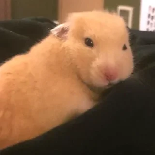 Стикер Больше стикеров 👉🏻 @stickertg4 - 4