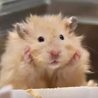 Стикер Больше стикеров 👉🏻 @stickertg4 - 9