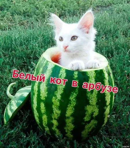 Sticker jHQfxcbfN_by_stickers_stealer_bot - 1