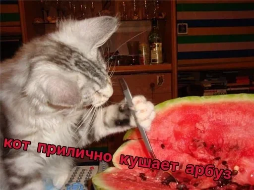 Sticker jHQfxcbfN_by_stickers_stealer_bot - 1