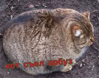 Стикер Больше стикеров 👉🏻 @stickertg4 - 0