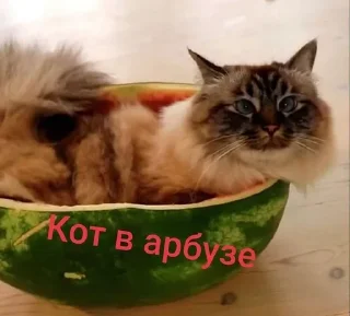 Стикер Больше стикеров 👉🏻 @stickertg4 - 4