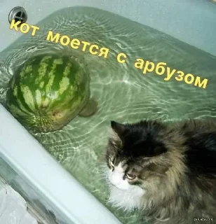 Стикер Больше стикеров 👉🏻 @stickertg4 - 7