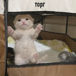 Стикер Больше стикеров: @sticerru - 2