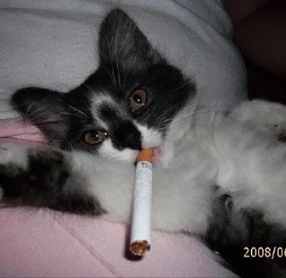 Стикер стикеры имени лизы клинской • @sticbot - 0