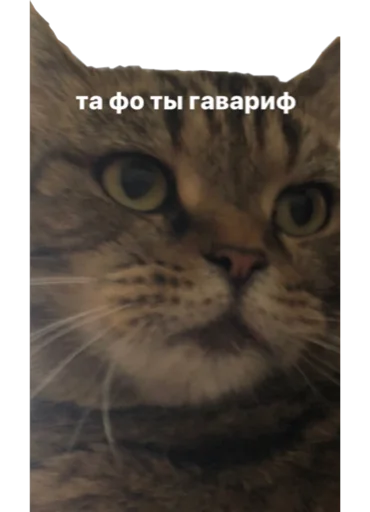 Стикер богема - 6