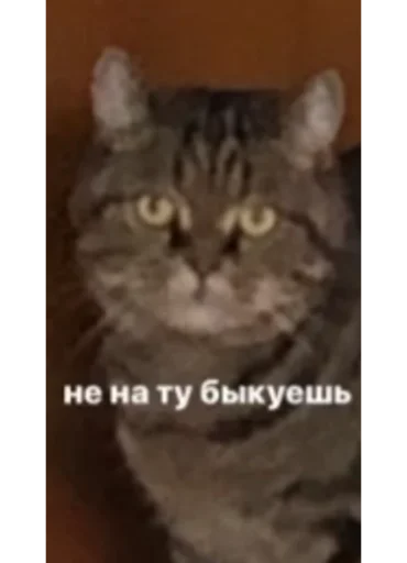 Стикер богема - 3