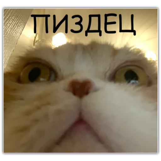 жаба edition🐸 - 