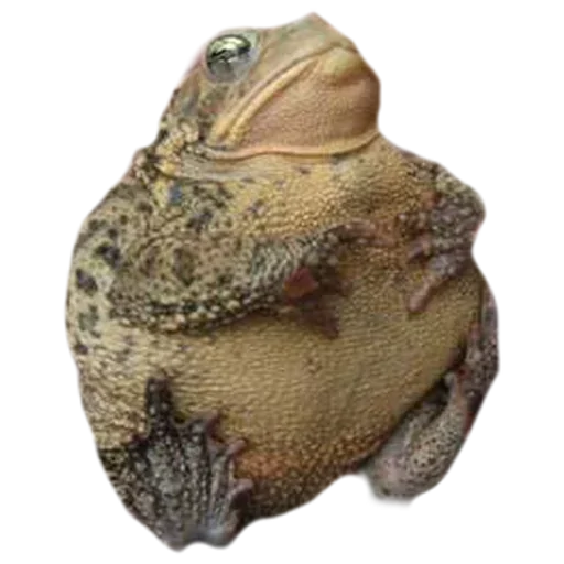 животное лягушка амфибия