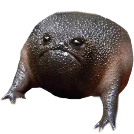 животное млекопитающее бегемот