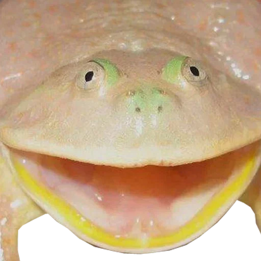 животное амфибия лягушка