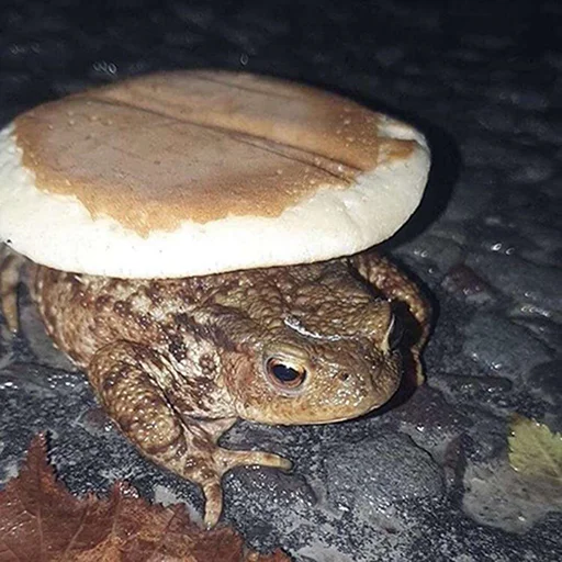 амфибия земля животное