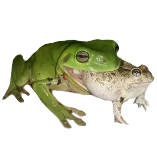 животное лягушка амфибия