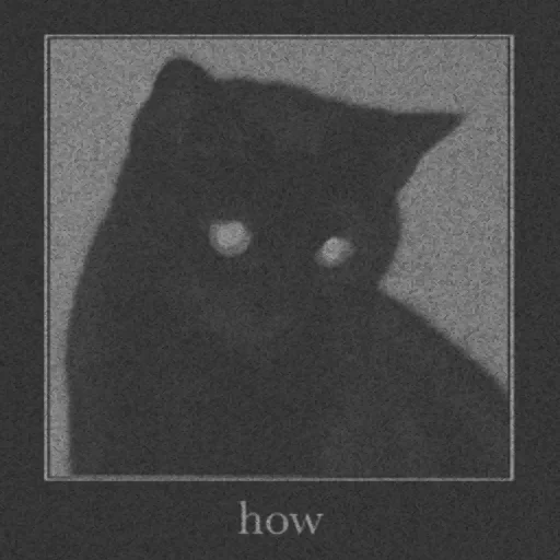 черно-белый кошки малого и среднего размера чёрная кошка