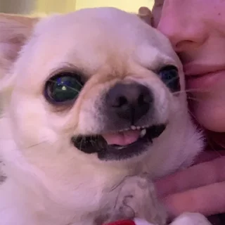 Sticker Джеки Чан - 9