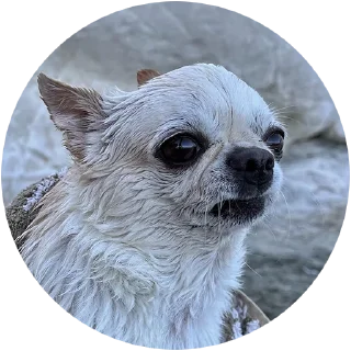 Sticker Джеки Чан - 1