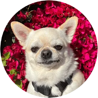 Sticker Джеки Чан - 5