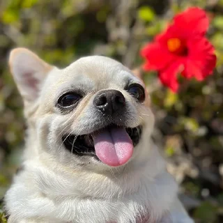 Sticker Джеки Чан - 6