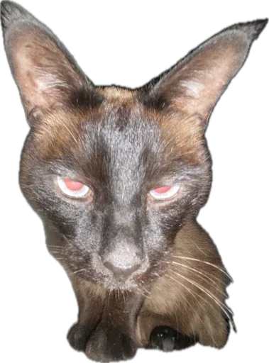 Стикер jadov - 1