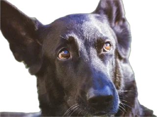 Sticker живность - 1