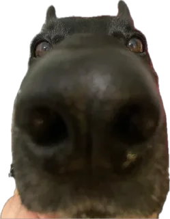 Sticker живность - 6