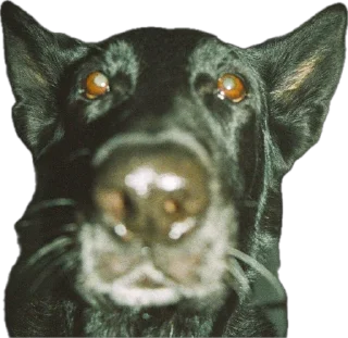 Sticker живность - 0