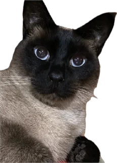 Sticker живность - 3