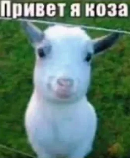 Стикер fatherless confessions - 6