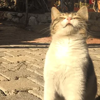 Sticker @s_paretskaya не договорила - 9