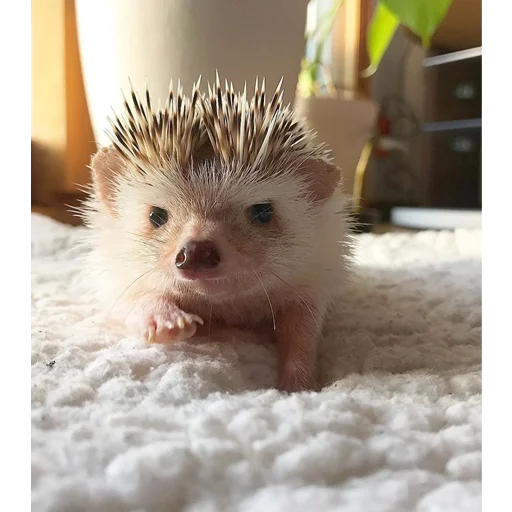 mammal animal hedgehog